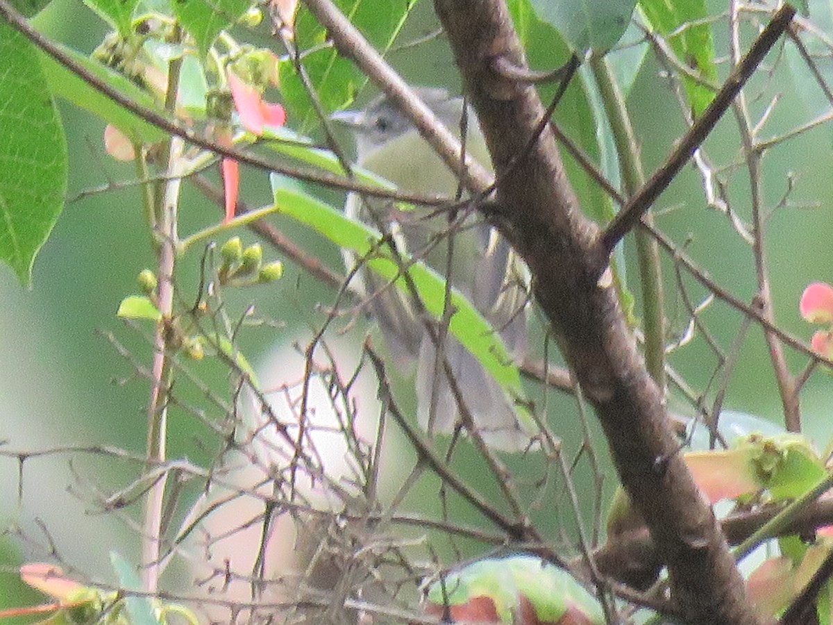 Southern Beardless-Tyrannulet - ML641506916