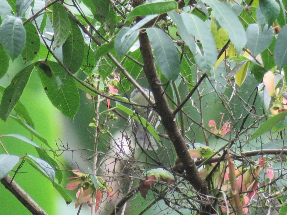 Southern Beardless-Tyrannulet - ML641506918
