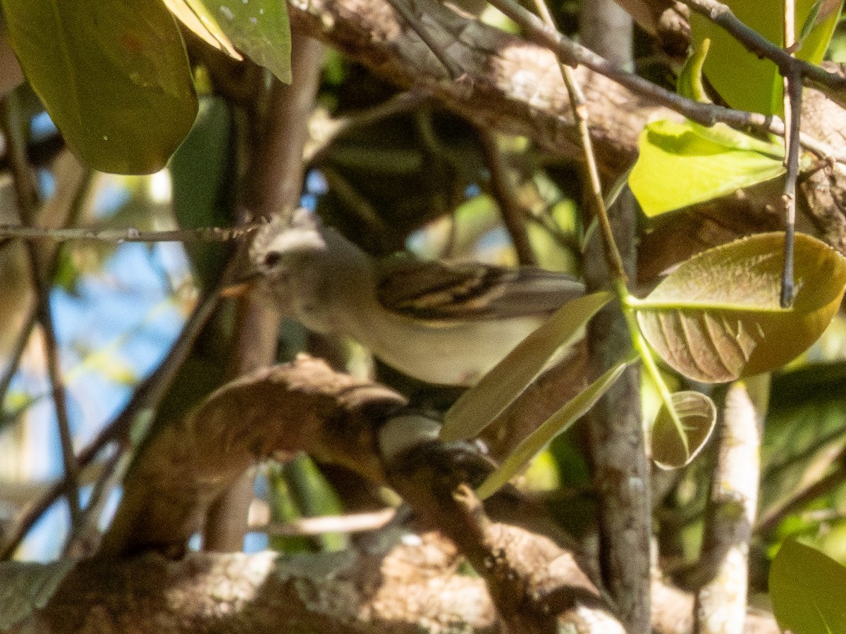 Southern Beardless-Tyrannulet - ML641506920