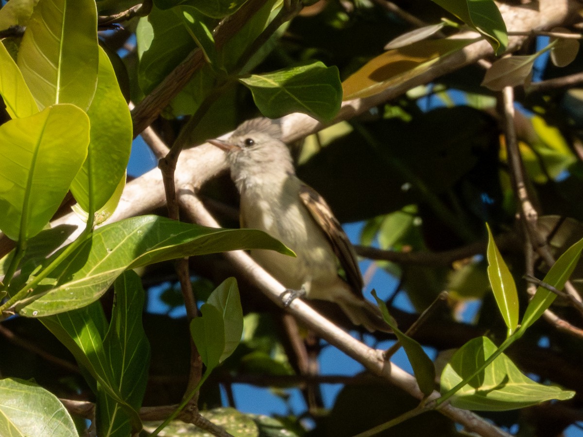 Southern Beardless-Tyrannulet - ML641506930