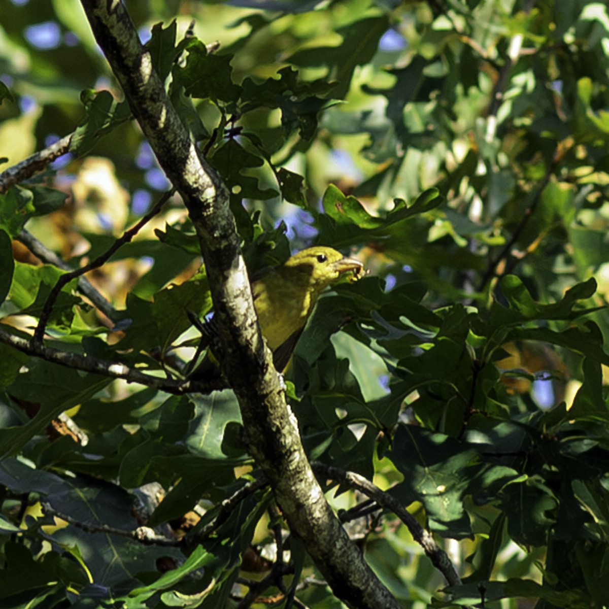 Piranga écarlate - ML641506947
