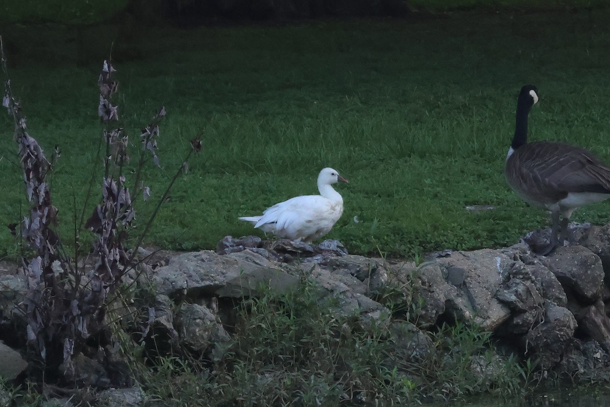 Ross's Goose - ML641506950