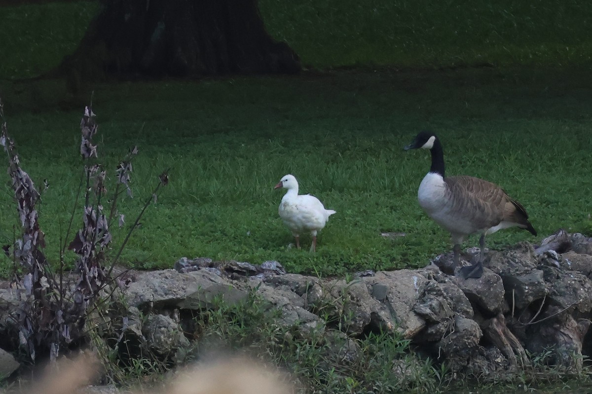 Ross's Goose - ML641506951