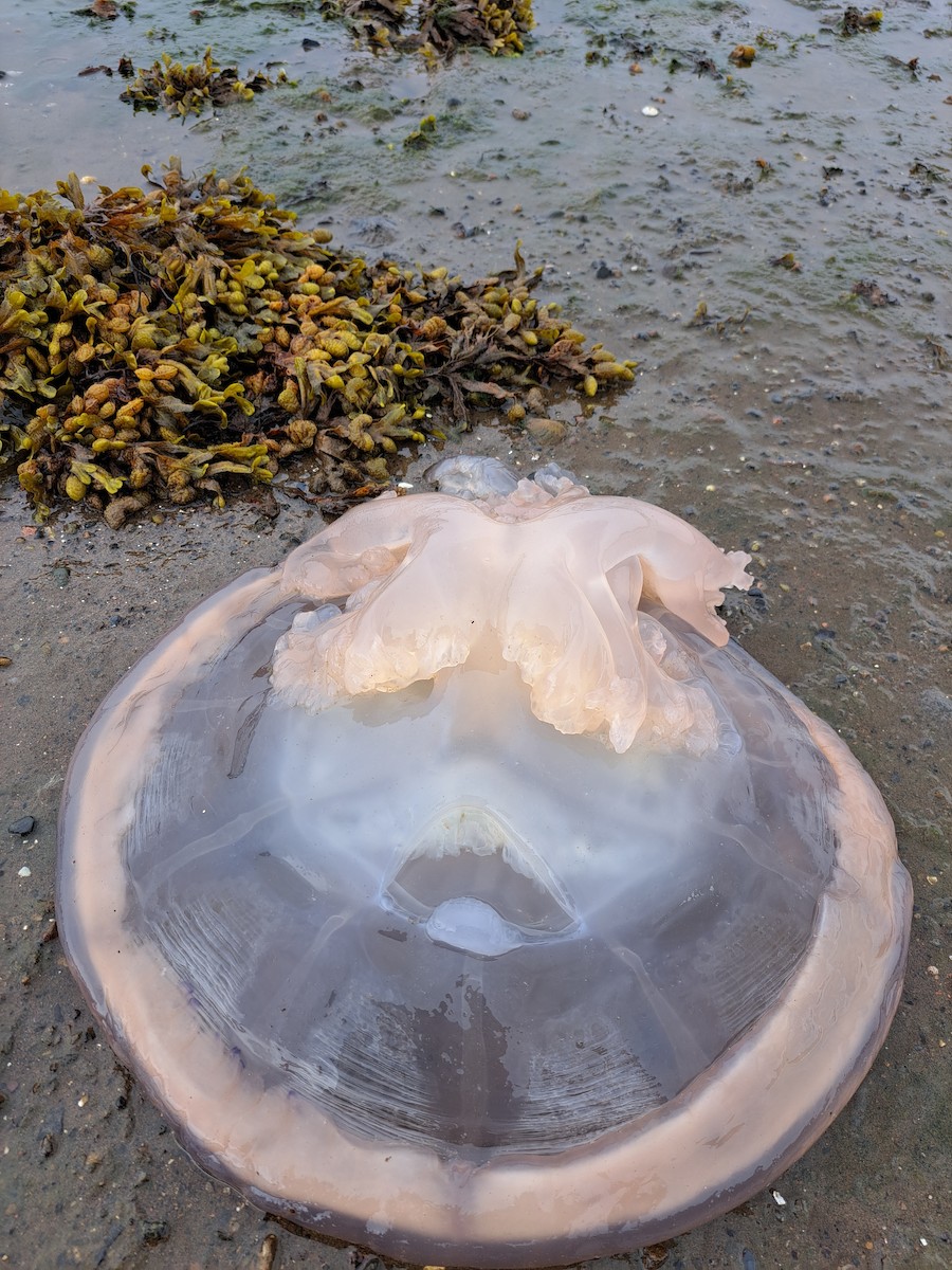 Animals - ML641506953