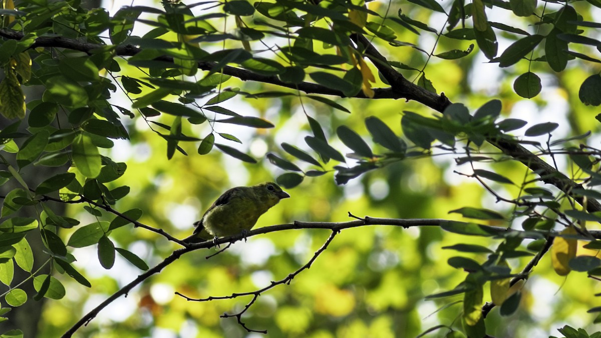 Piranga écarlate - ML641506956