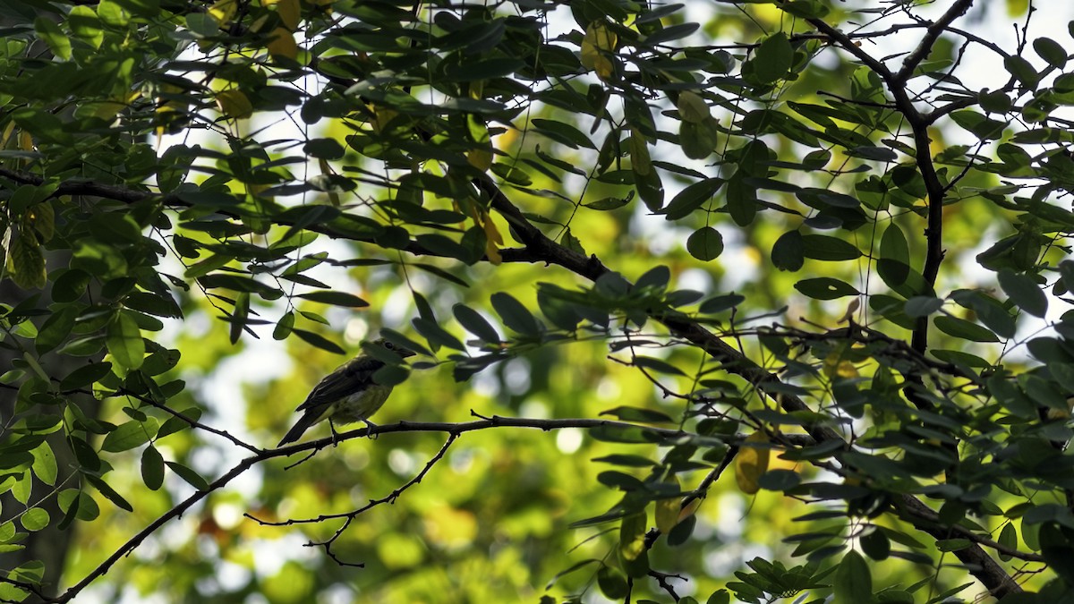Piranga écarlate - ML641506958