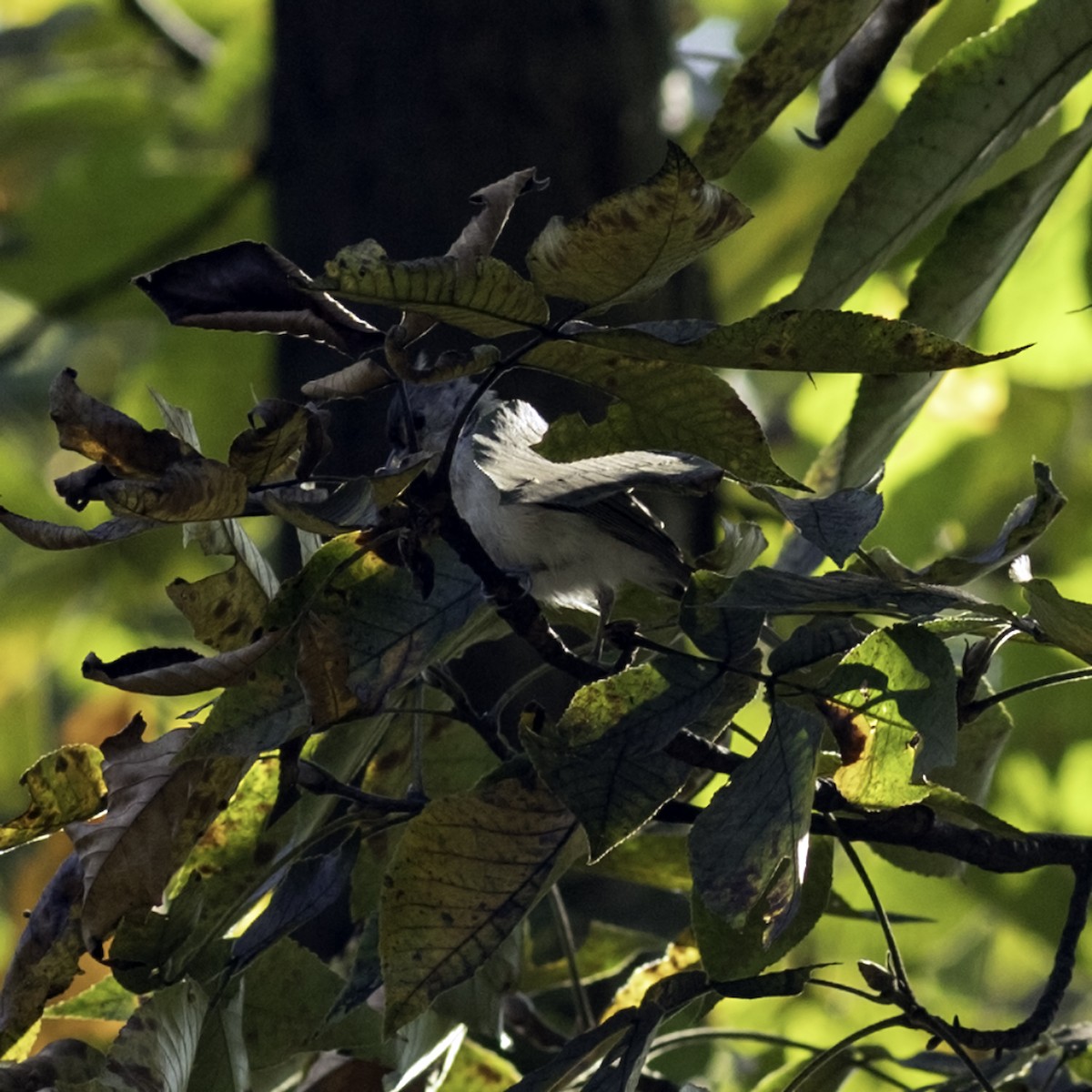 Mésange bicolore - ML641506965