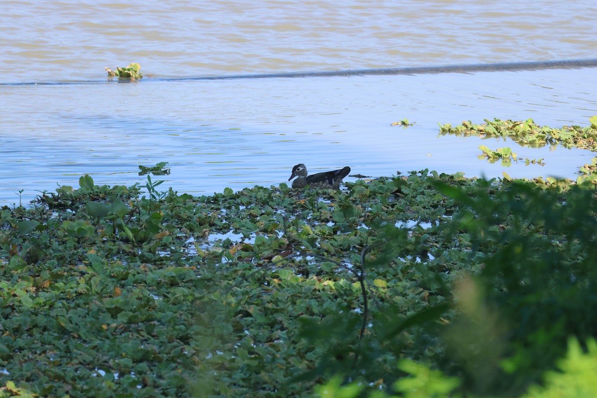 Wood Duck - ML641506974