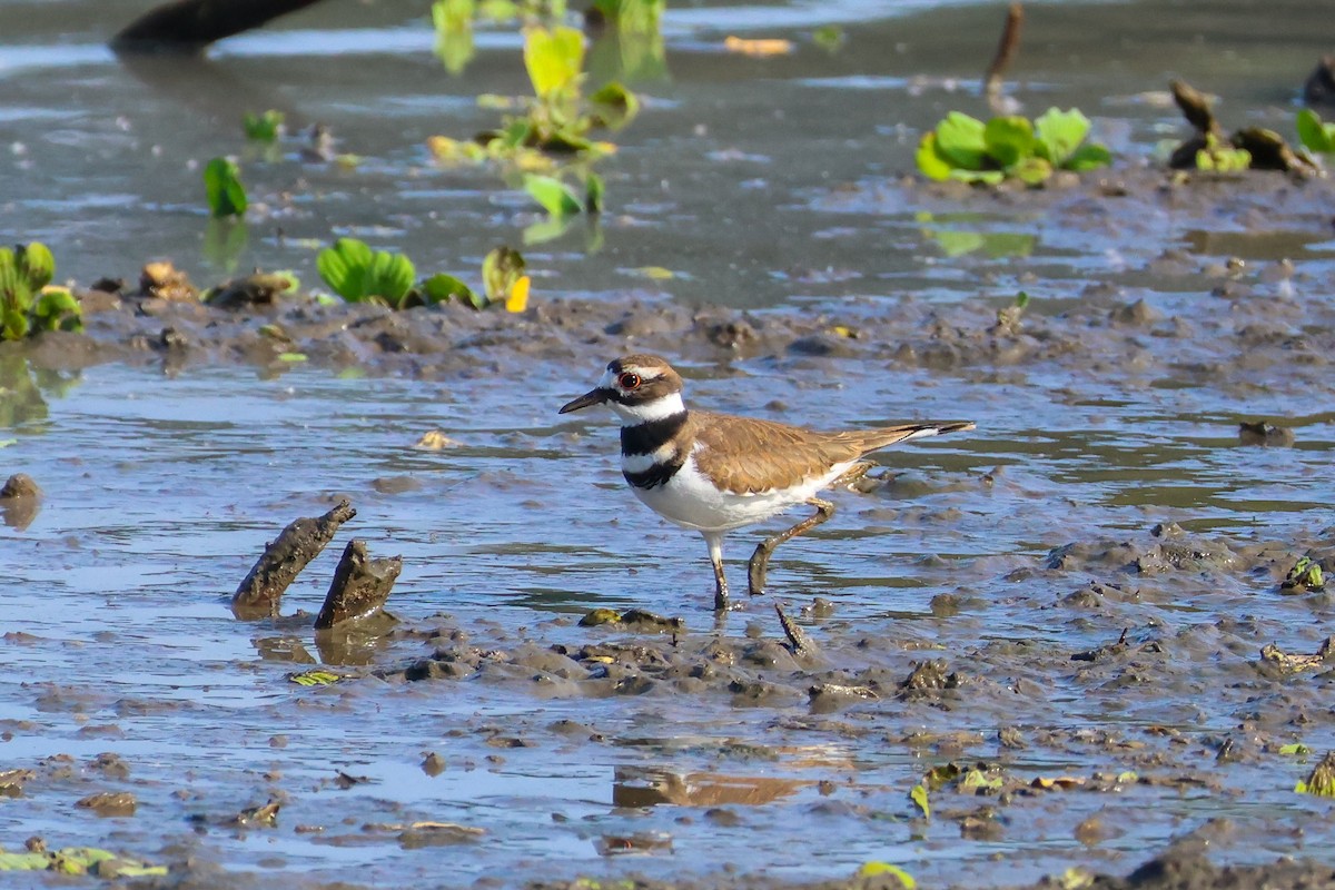 Killdeer - ML641506998