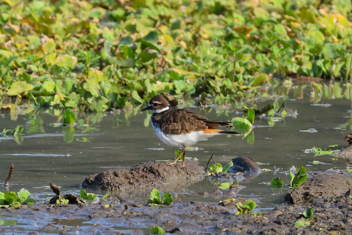 Killdeer - ML641507000