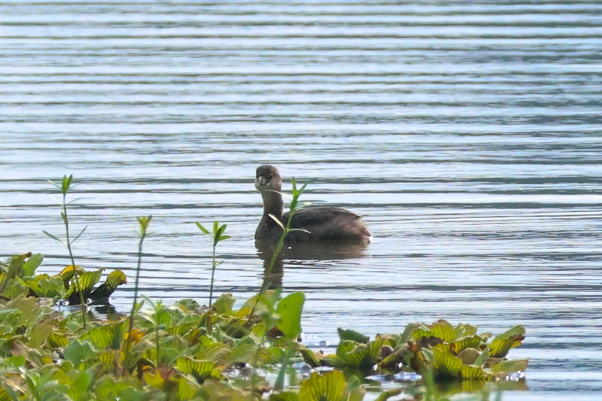 Pied-billed Grebe - ML641507018