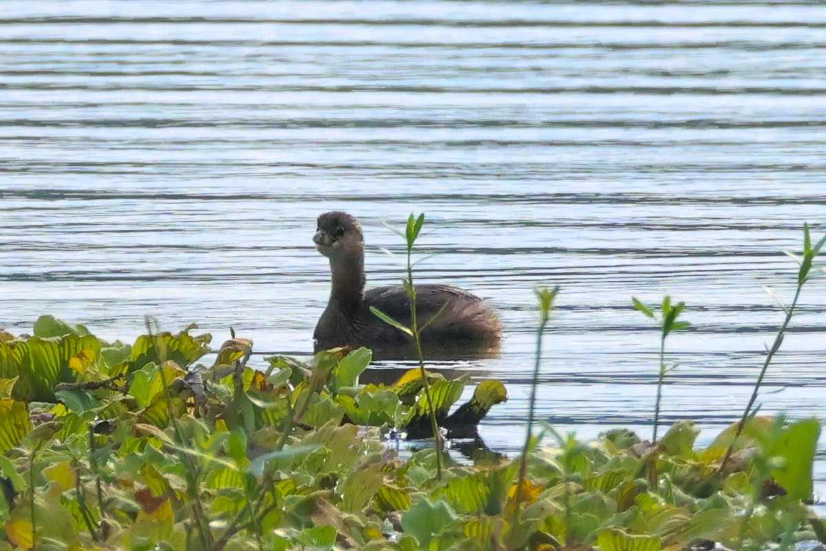 Pied-billed Grebe - ML641507019
