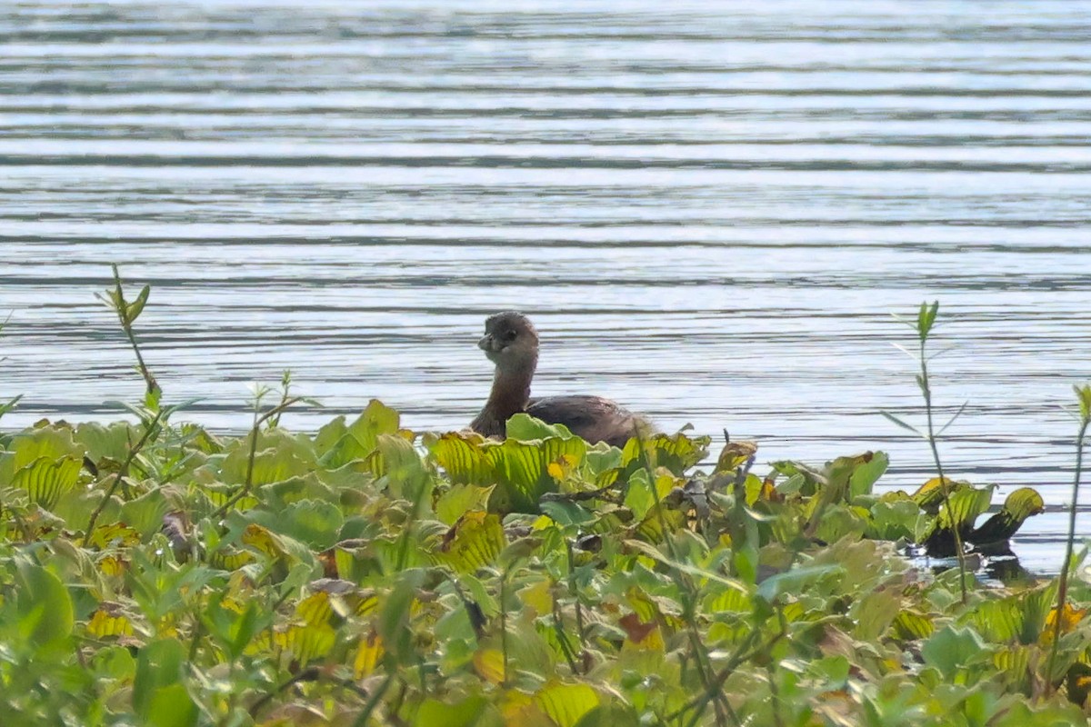 Pied-billed Grebe - ML641507020