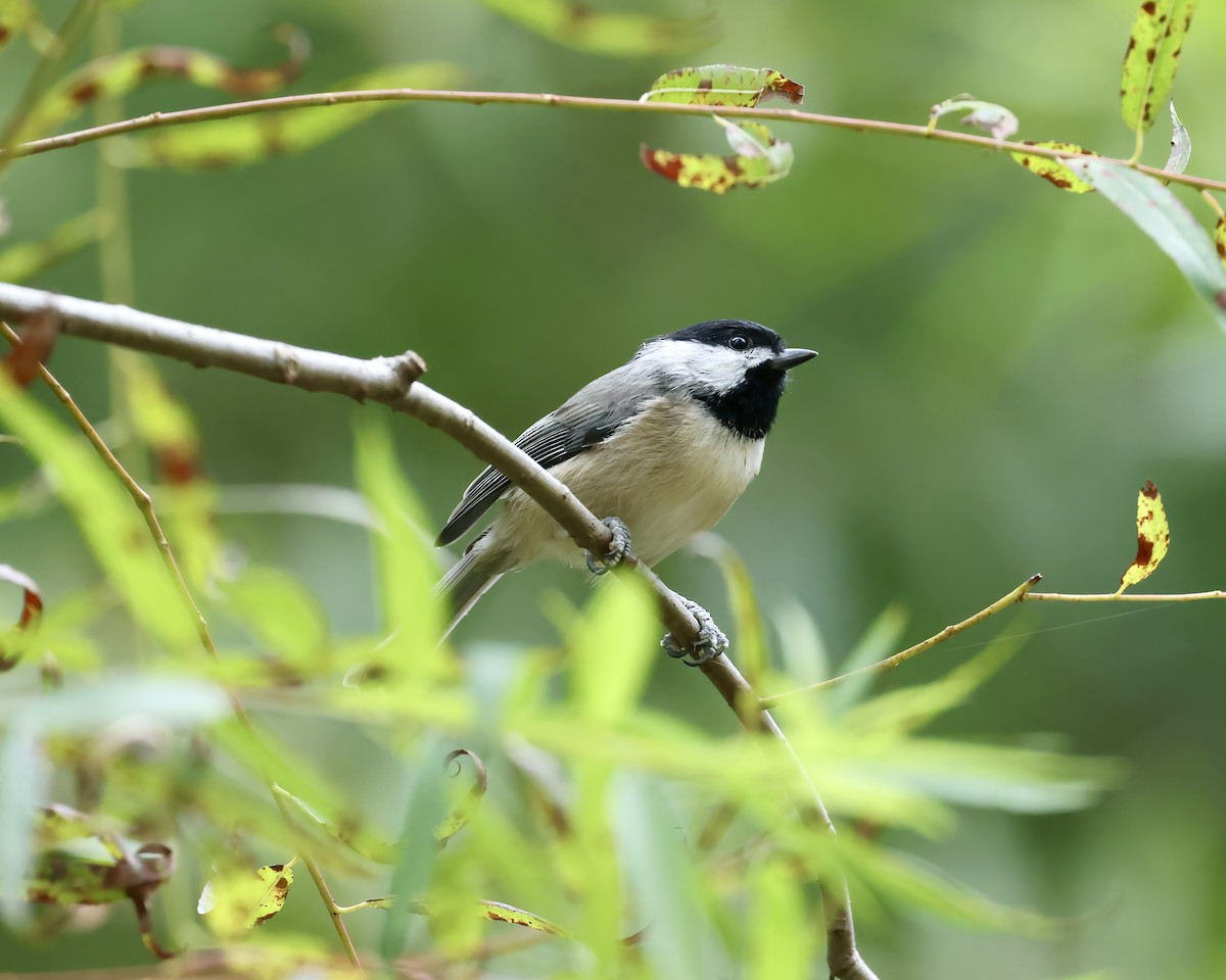 sýkora karolínská - ML641507039