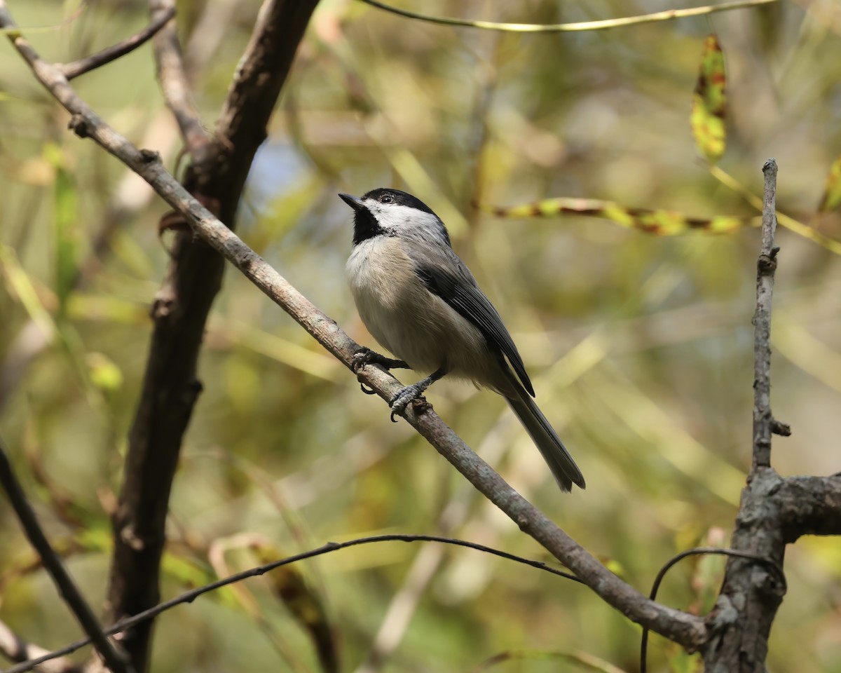 sýkora karolínská - ML641507040