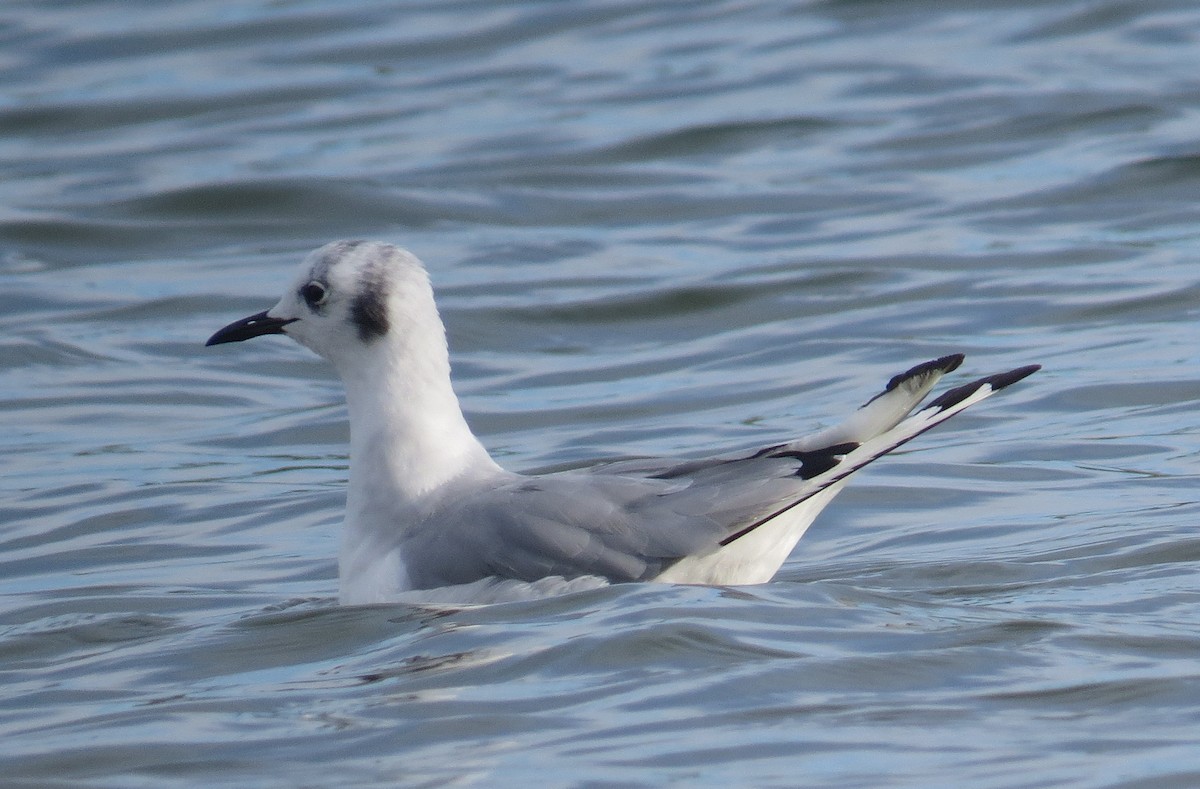 Bonaparte's Gull - ML641507041