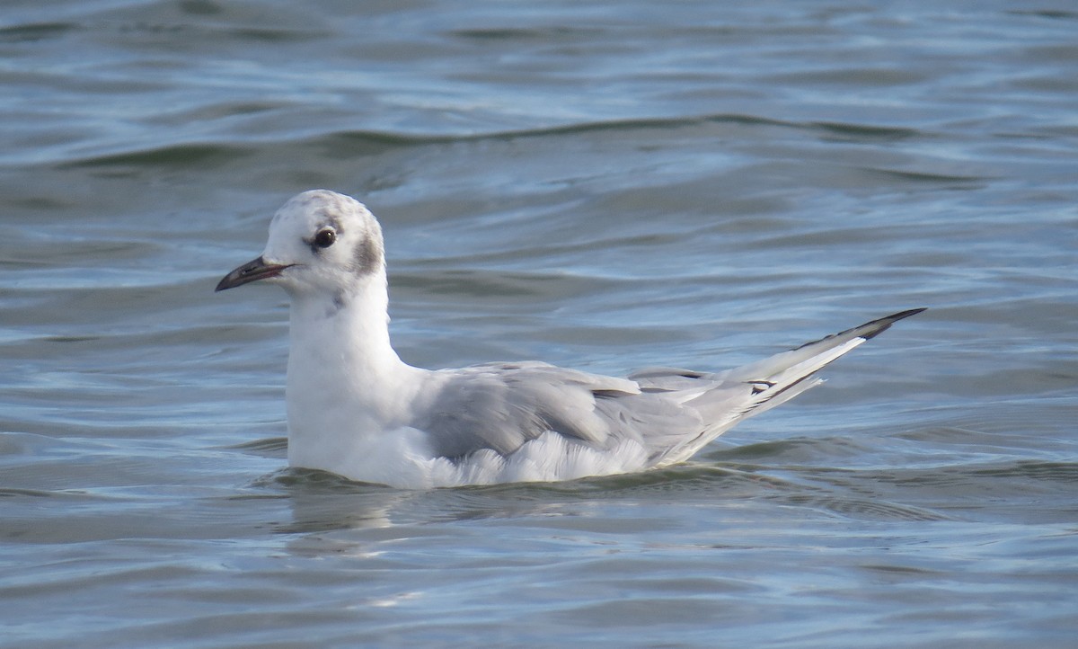 Bonaparte's Gull - ML641507052