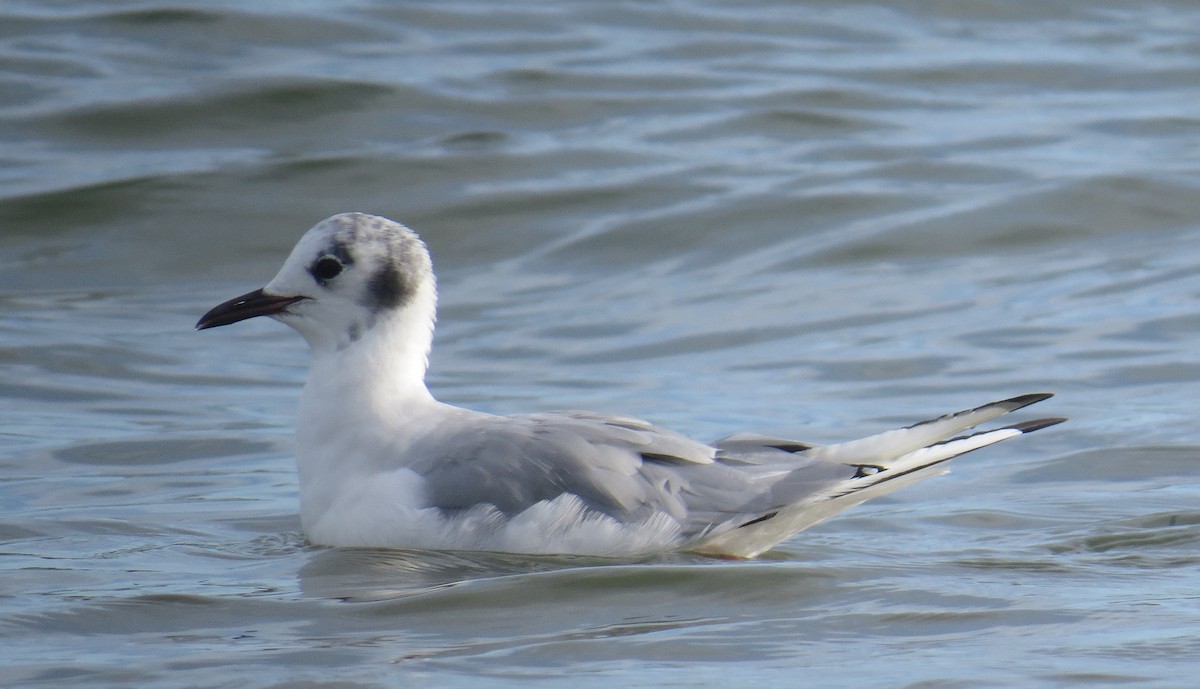 Bonaparte's Gull - ML641507053