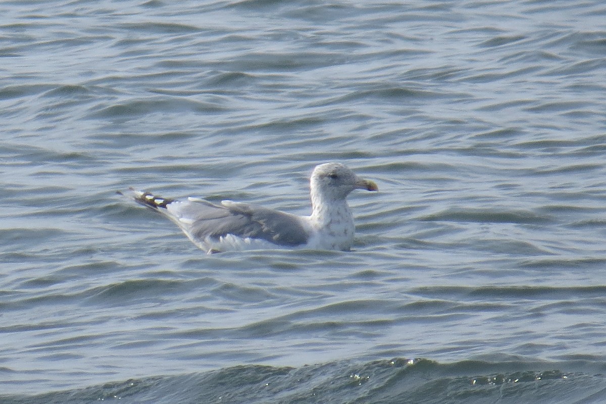 American Herring Gull - ML641507057