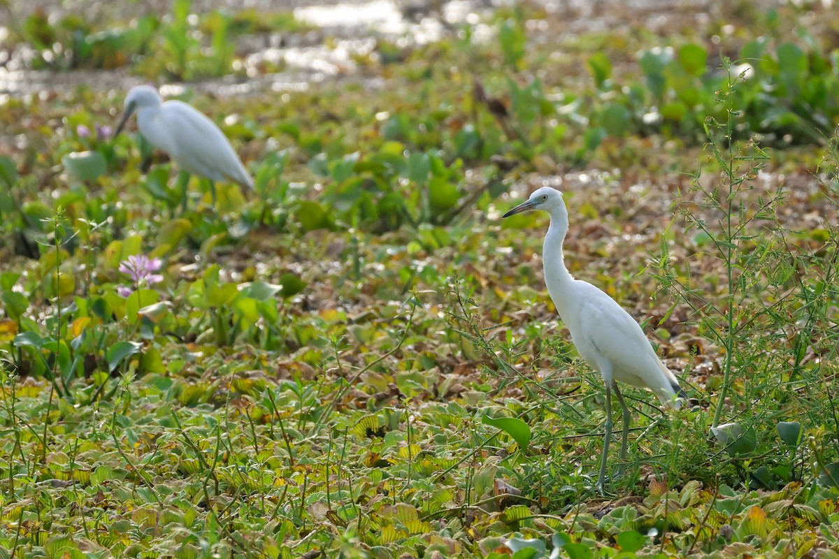 Little Blue Heron - ML641507063