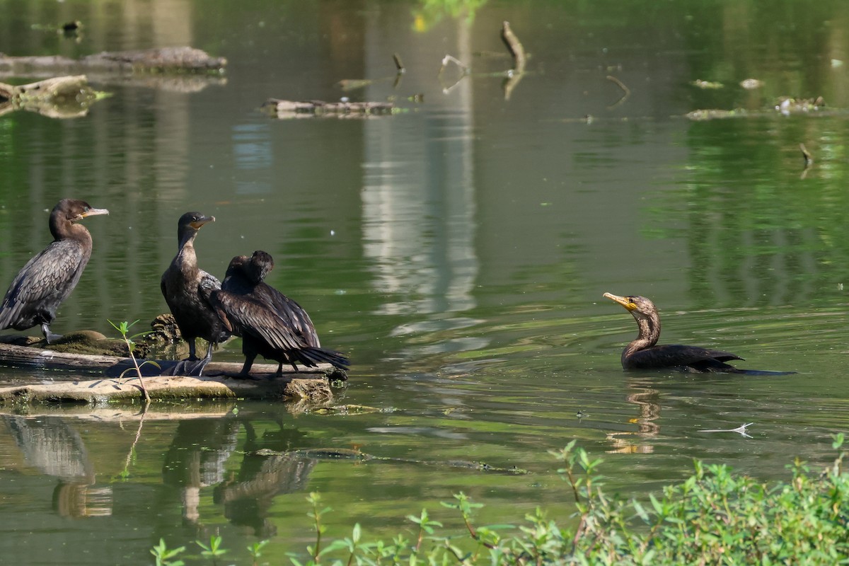 Neotropic Cormorant - ML641507098