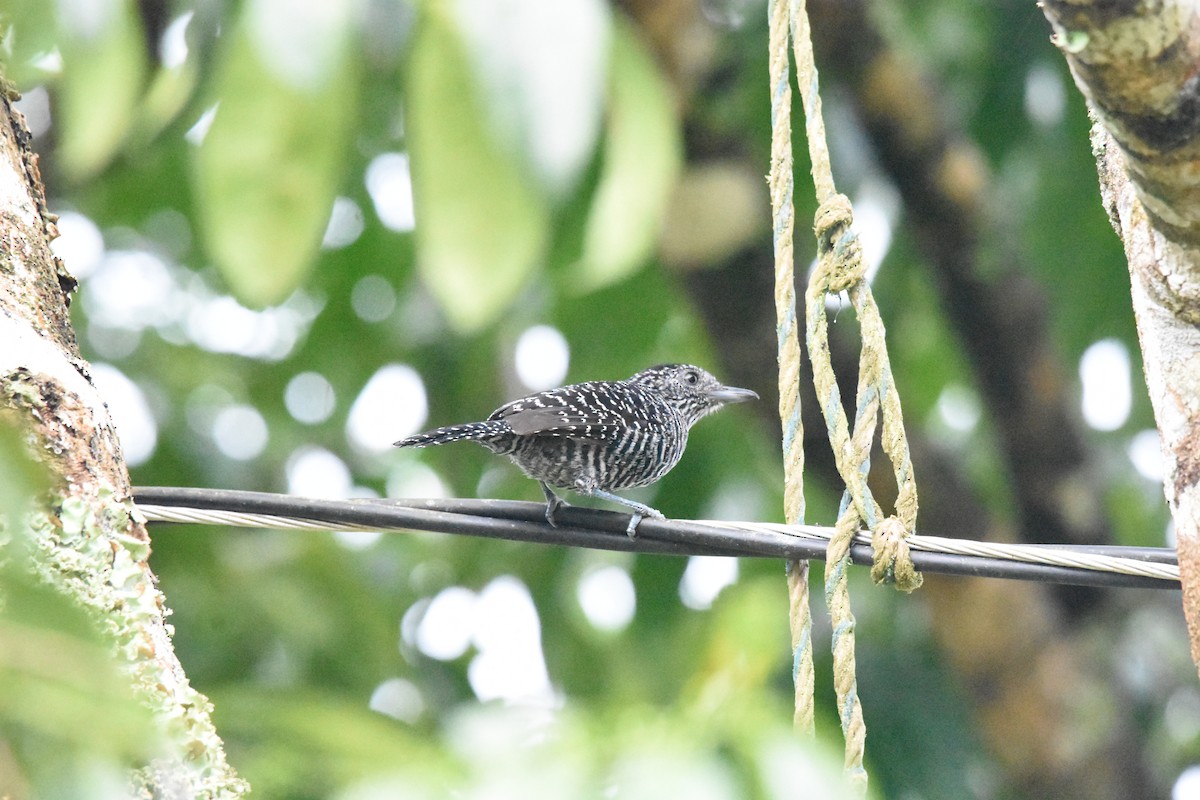 Lined Antshrike - ML641507114