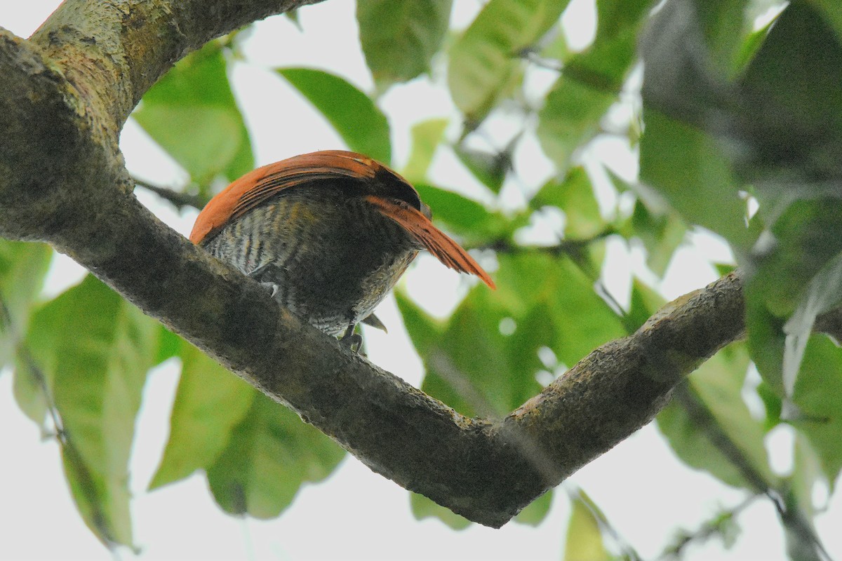 Lined Antshrike - ML641507115