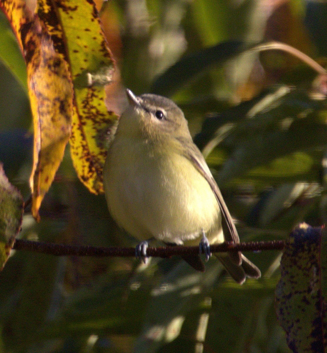 Philadelphia Vireo - ML641507116