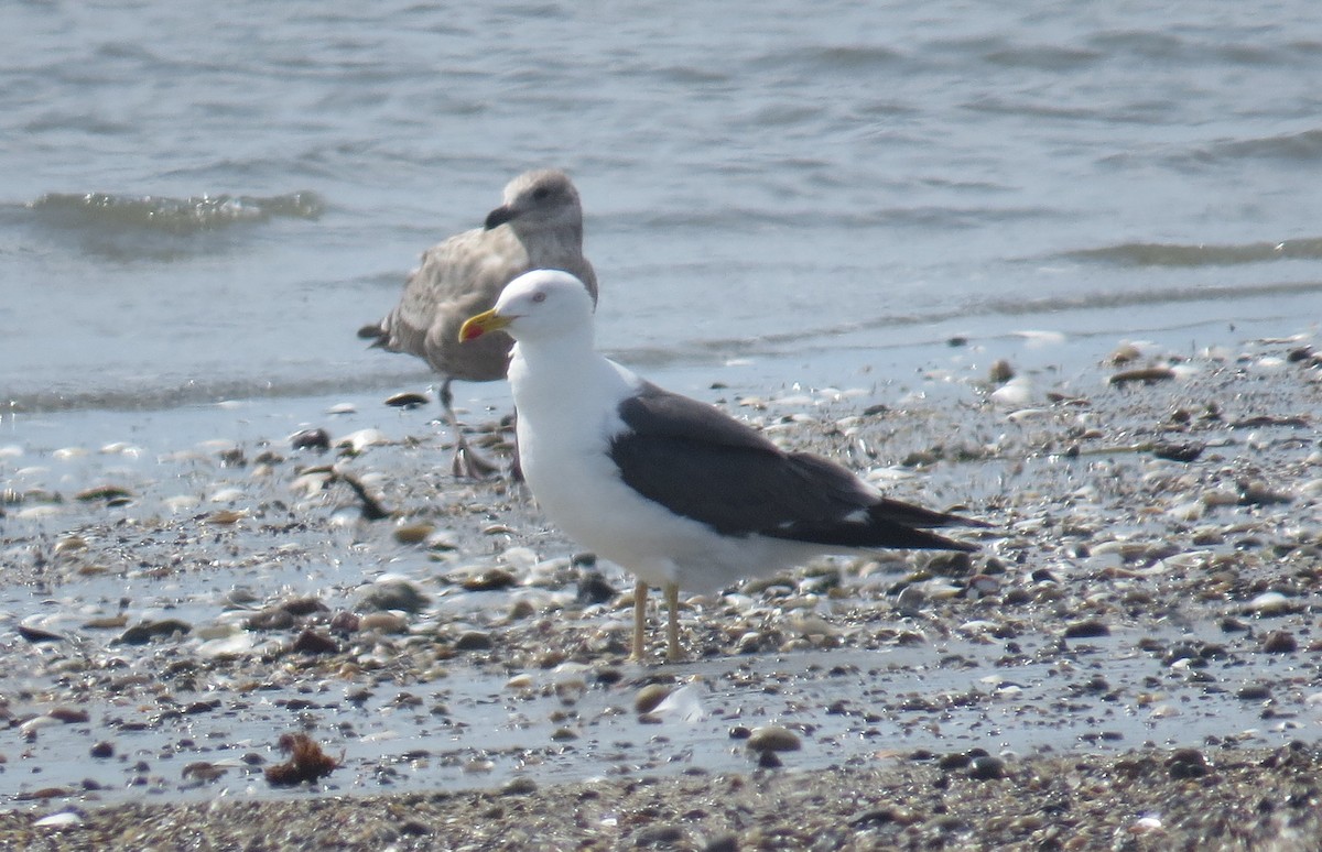 Lesser Black-backed Gull - ML641507118