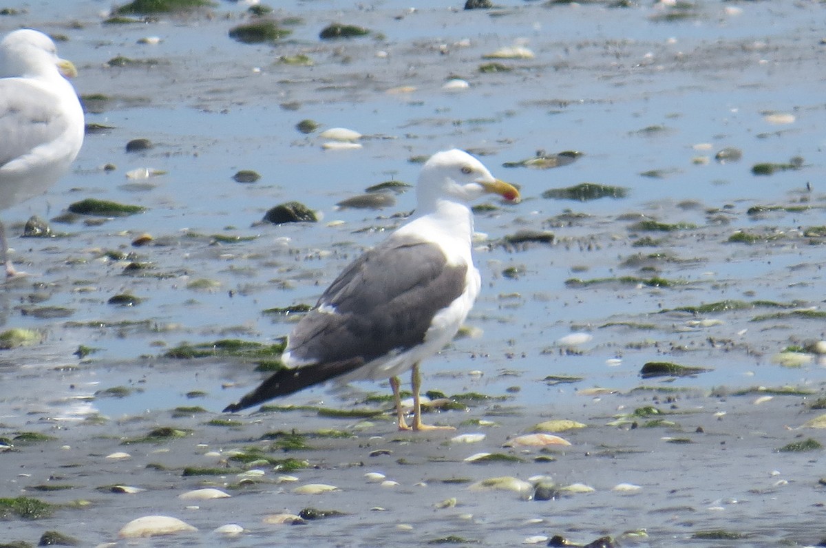Lesser Black-backed Gull - ML641507122