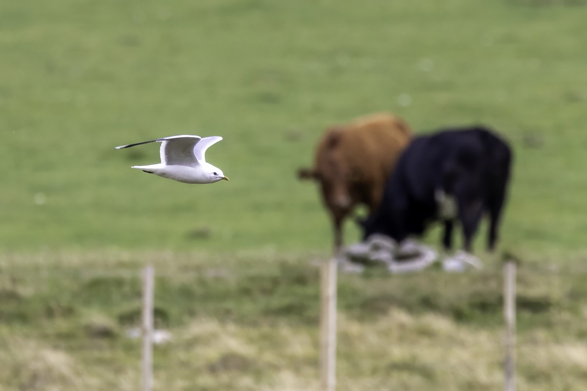 Common Gull - ML641507123