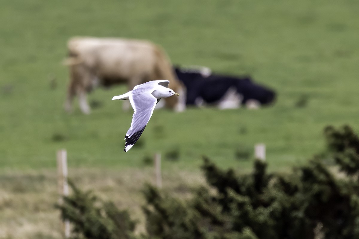 Common Gull - ML641507126