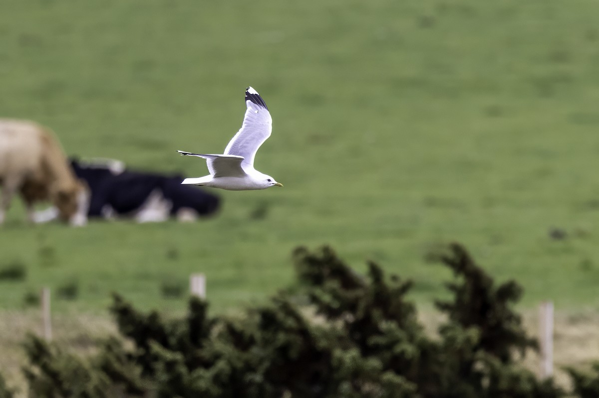 Common Gull - ML641507128