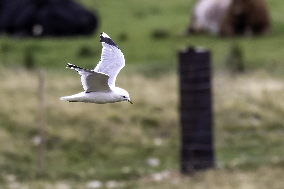 Common Gull - ML641507129