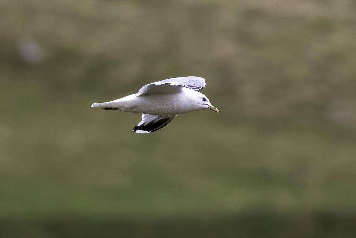 Common Gull - ML641507133