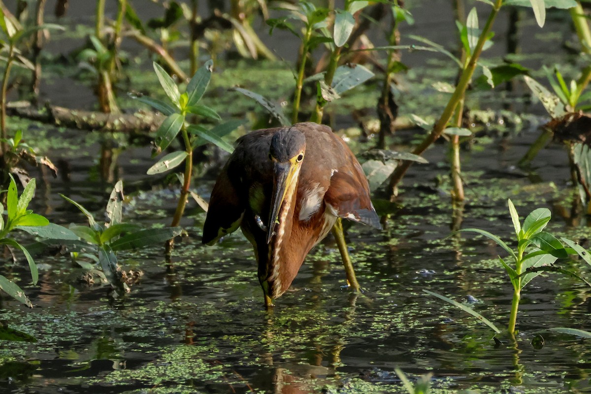 Tricolored Heron - ML641507136