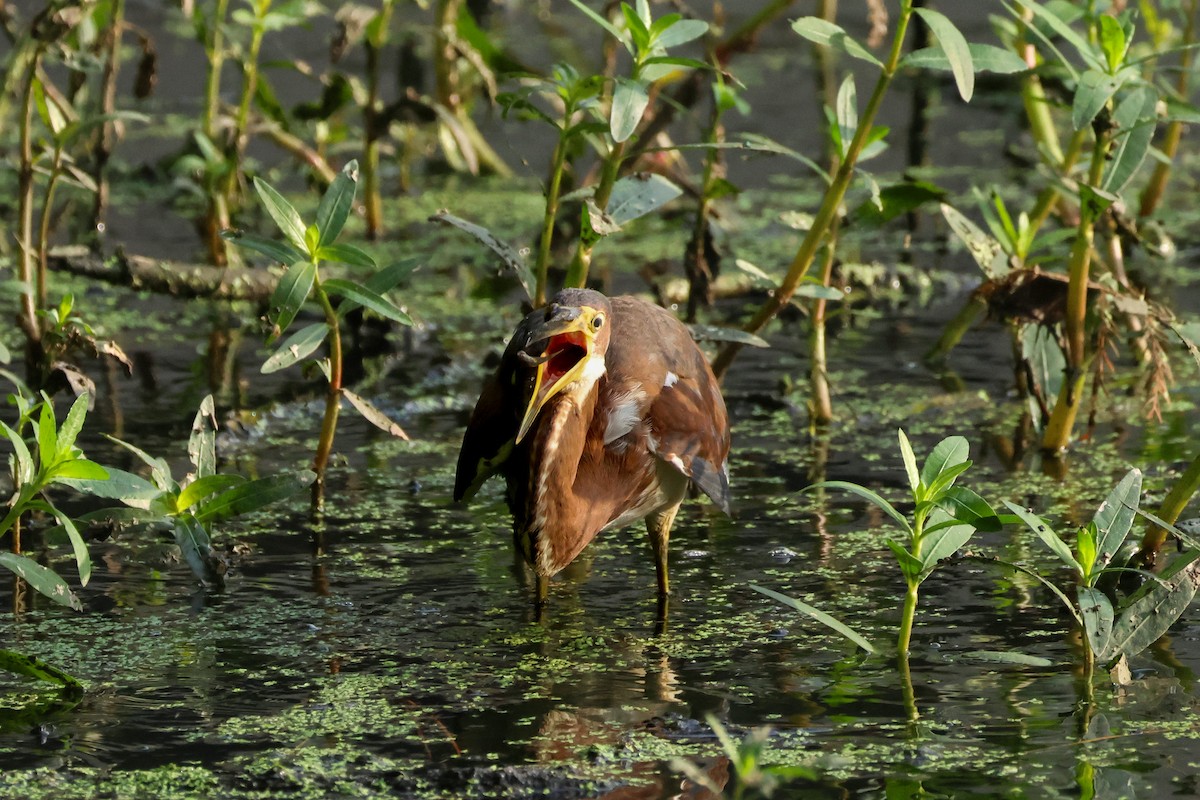 Tricolored Heron - ML641507137