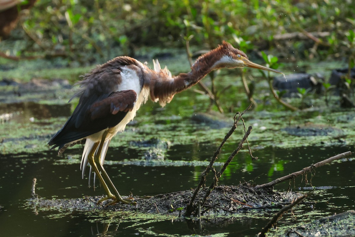 Tricolored Heron - ML641507138