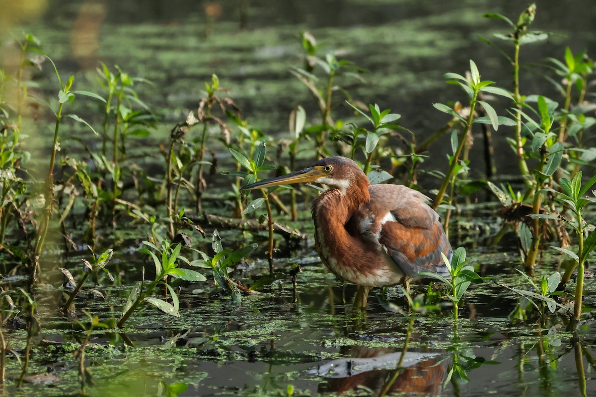 Tricolored Heron - ML641507139