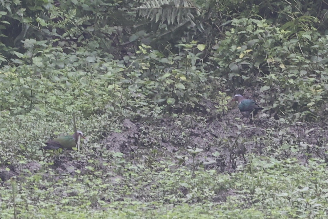 Asian Emerald Dove - ML641507149