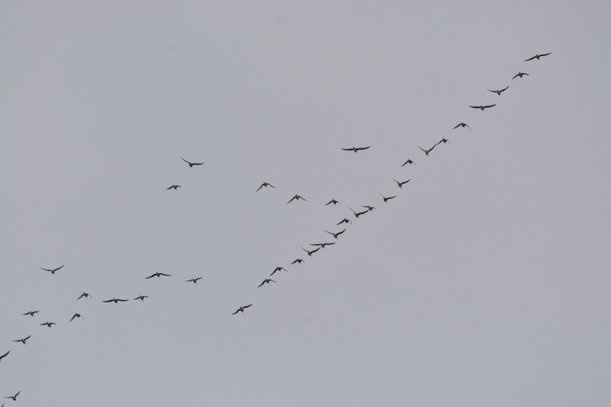 břehouš aljašský - ML641507173