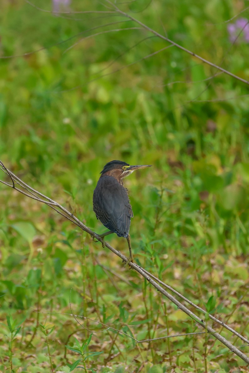 Green Heron - ML641507175