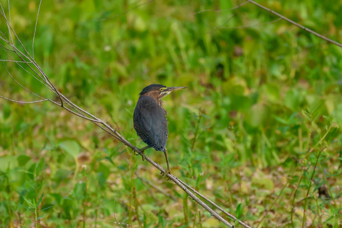 Green Heron - ML641507176