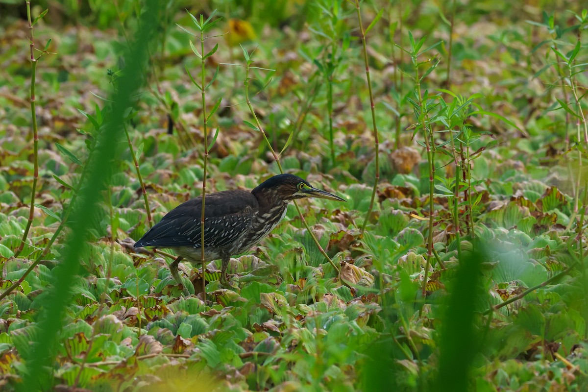 Green Heron - ML641507177