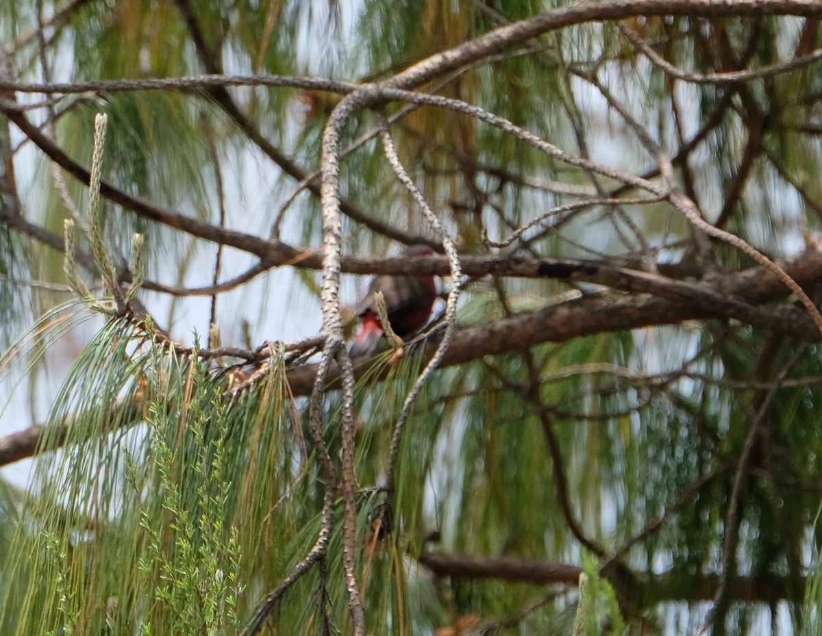 African Firefinch - ML641507200