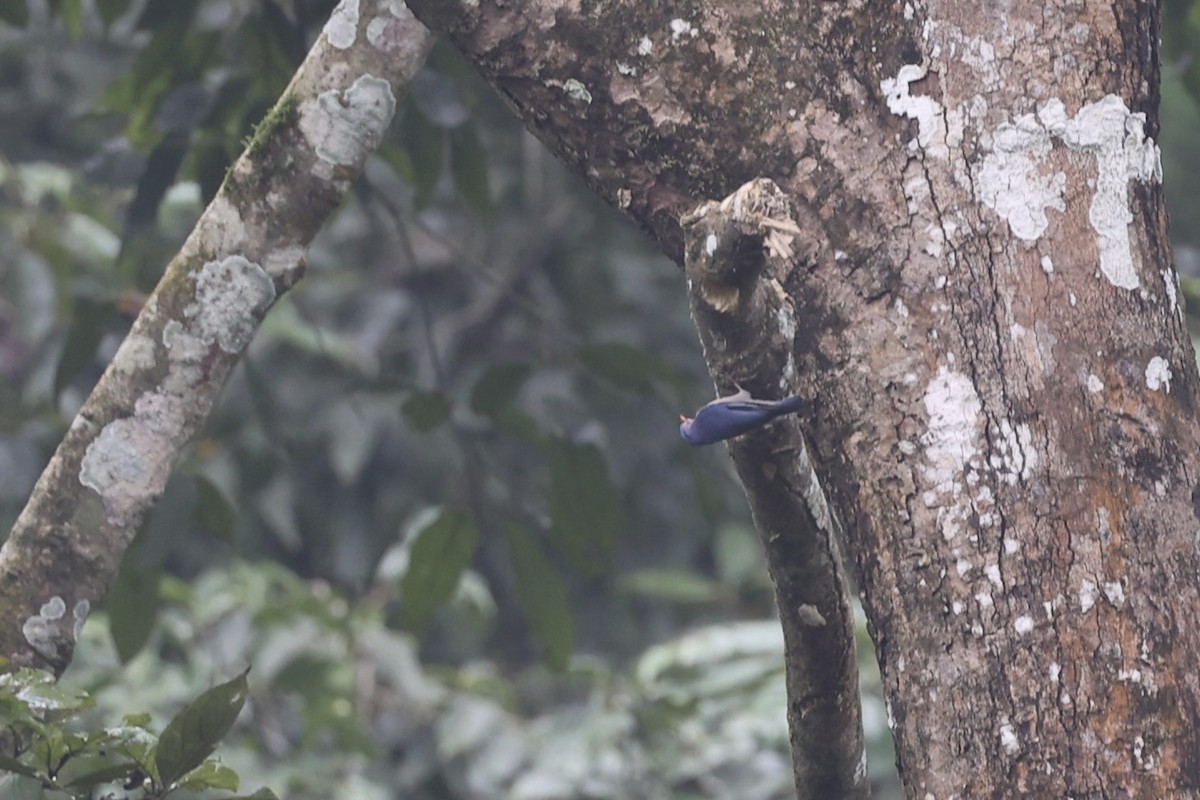 Velvet-fronted Nuthatch - ML641507241