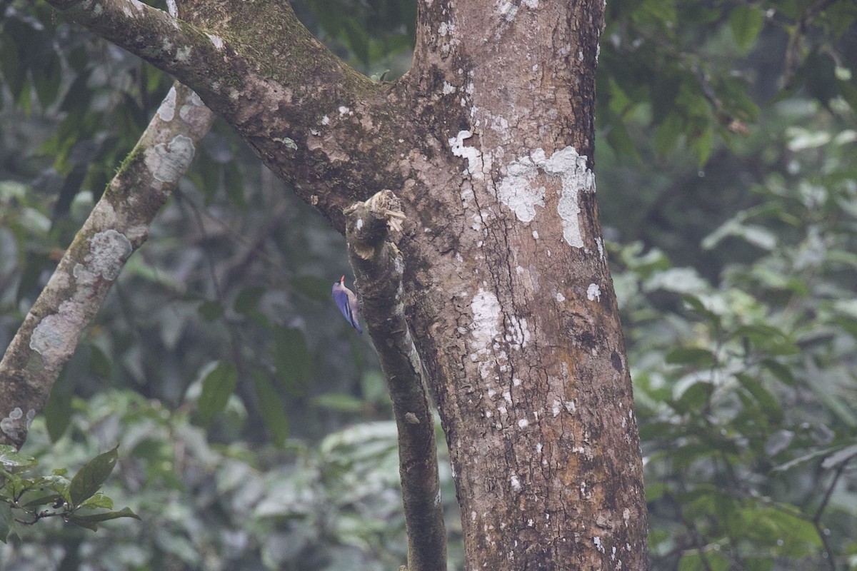 Velvet-fronted Nuthatch - ML641507242