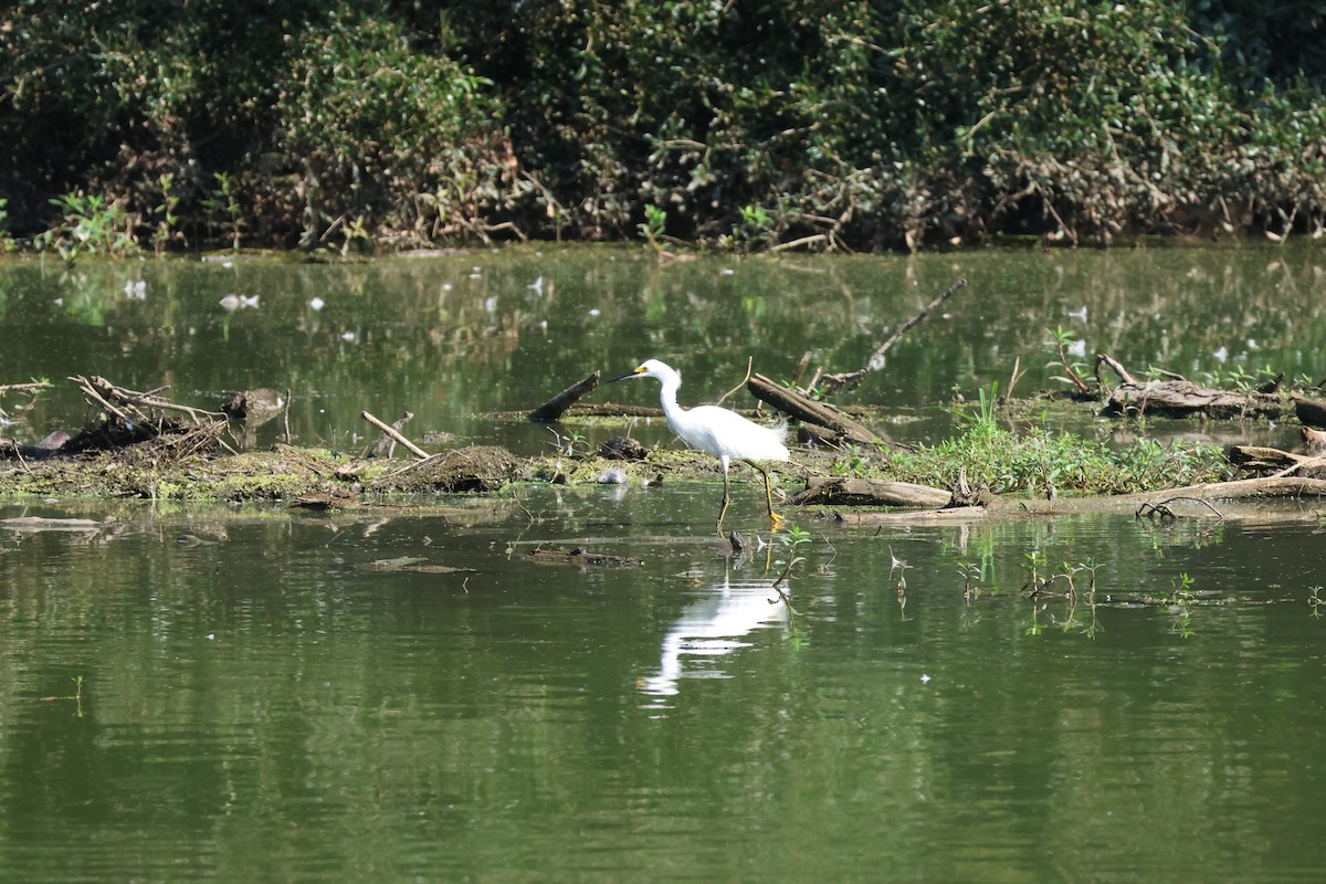 Snowy Egret - ML641507258
