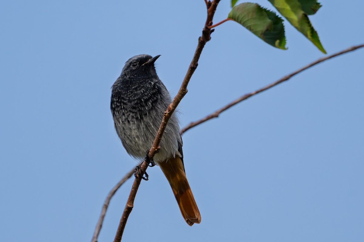 Buztangorri iluna - ML641507338