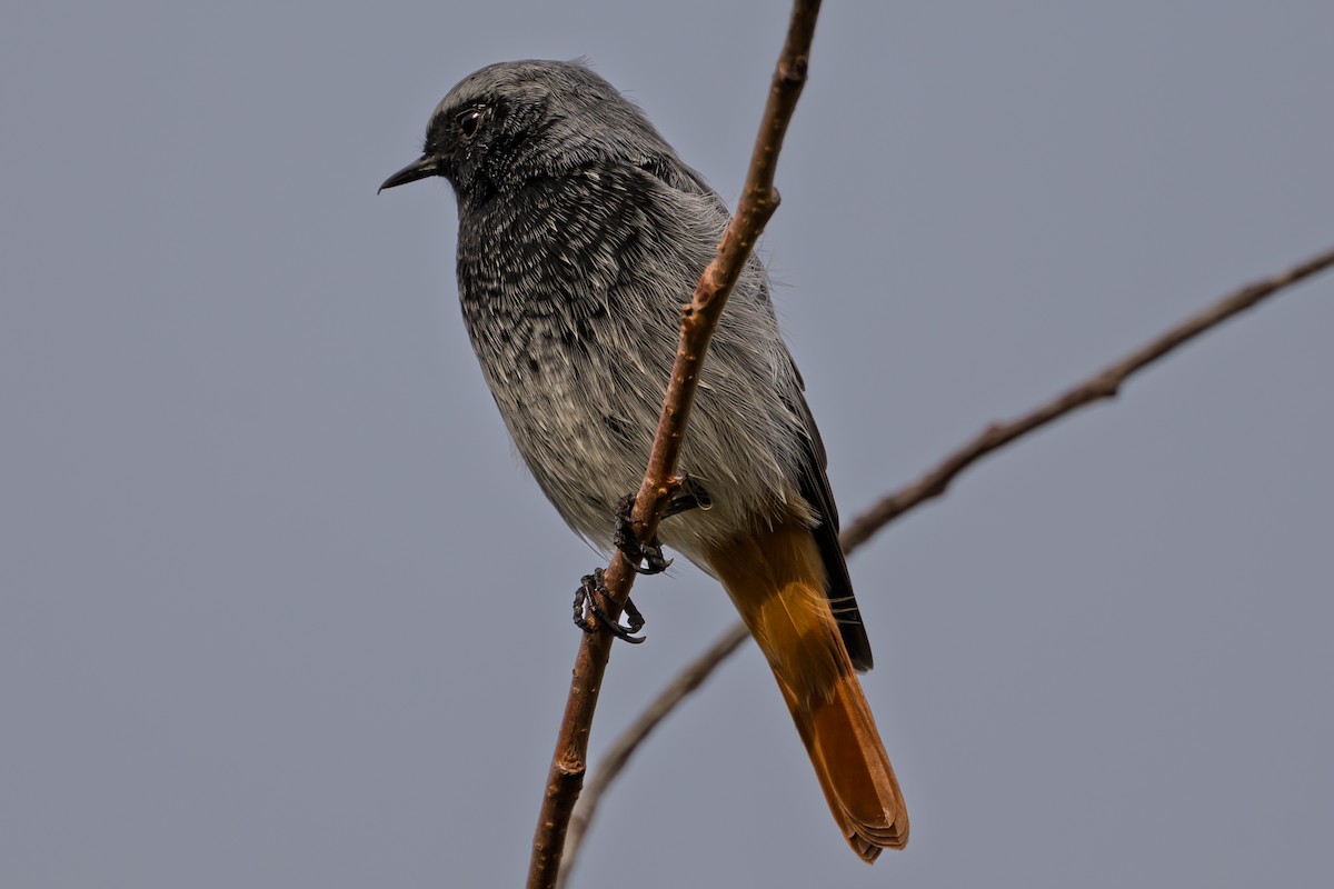 Buztangorri iluna - ML641507340